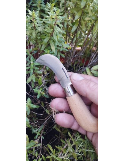 Descol – Coltello innesto alta qualità cm. 15,5